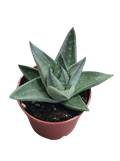 2" Haworthia Savanna